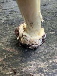 Gelber Knollenblätterpilz