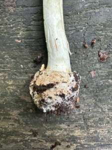 Gelber Knollenblätterpilz