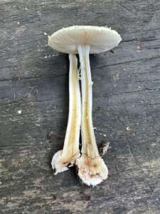 Gelber Knollenblätterpilz