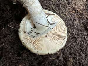 Gelber Knollenblätterpilz