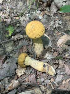 Gelbporiger Raufußröhrling