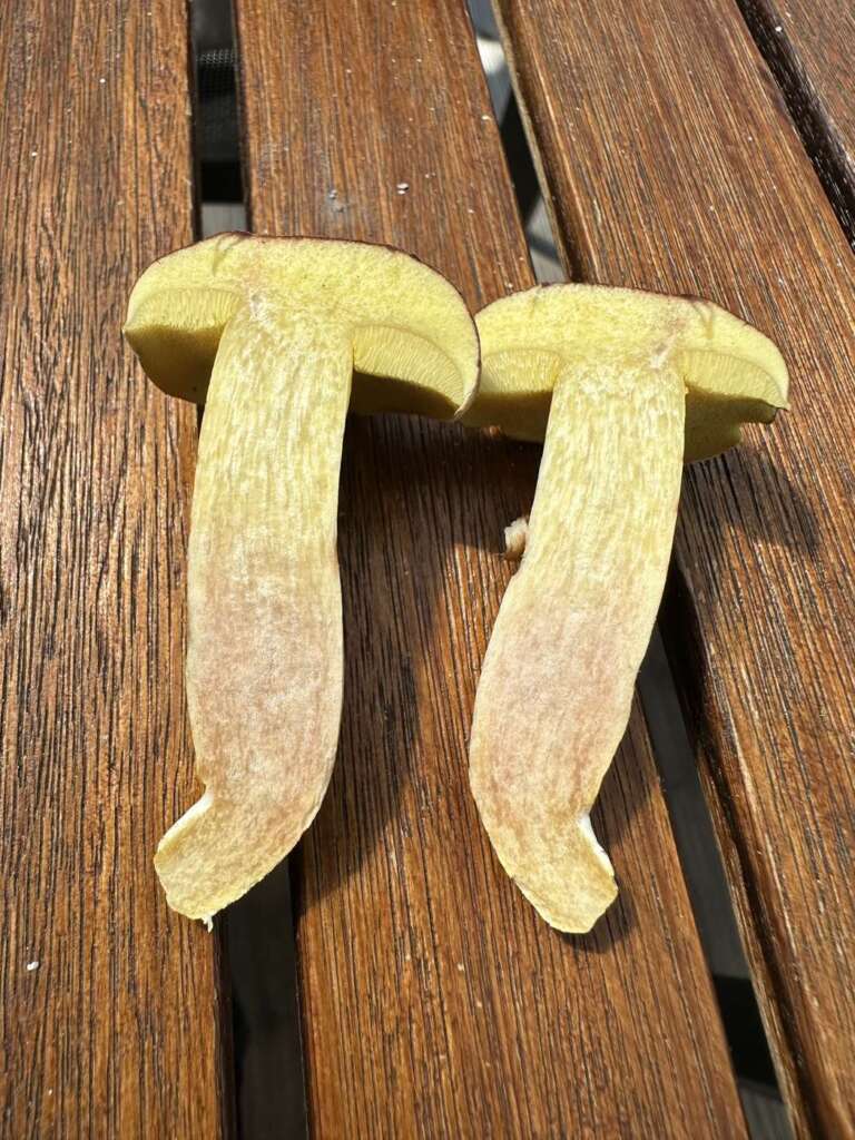 Längsschnitt
