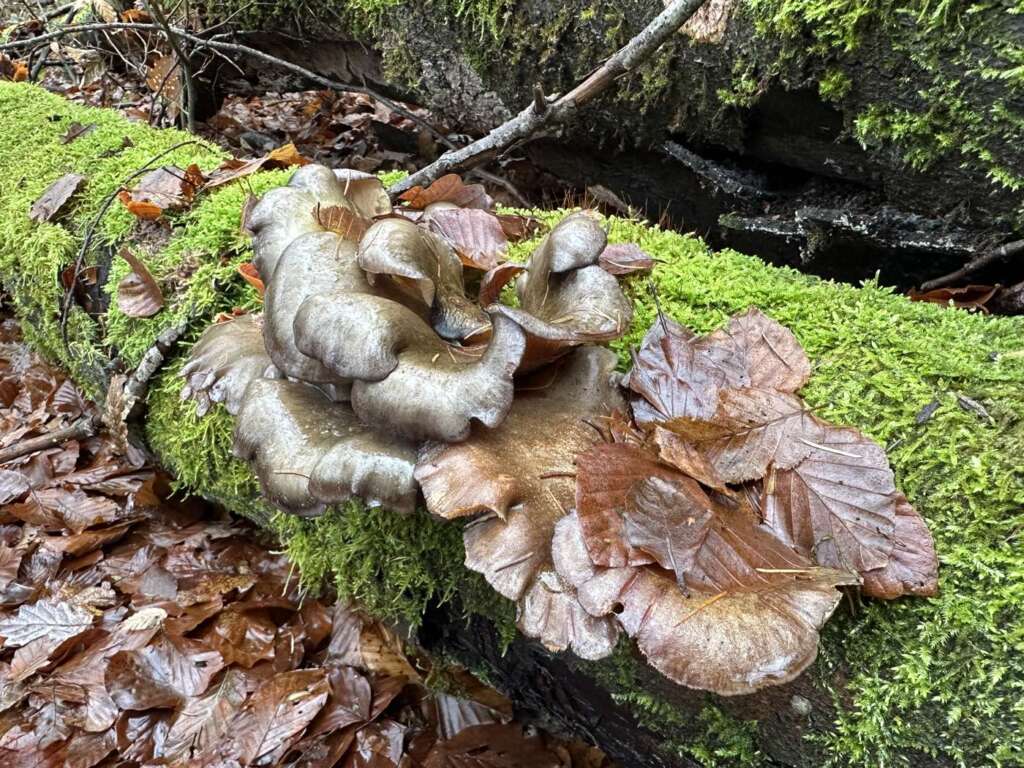 Dachziegelig auf Laubholz