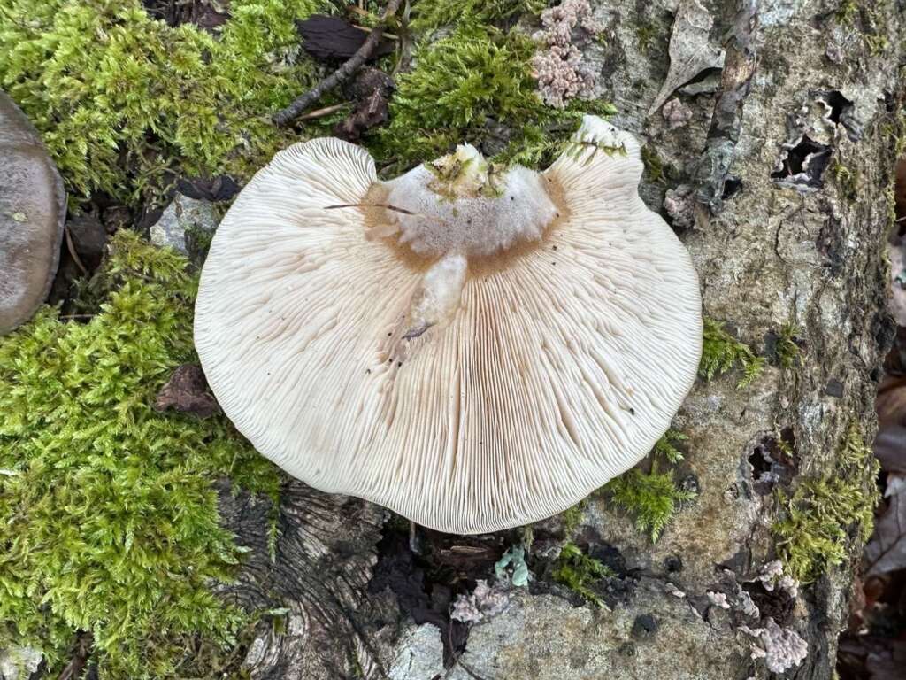 Unterseite