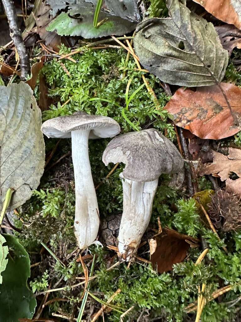 Mausgraue Fruchtkörper