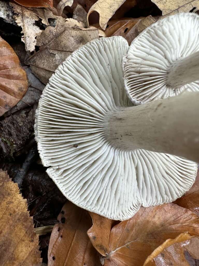 Graue Lamellen