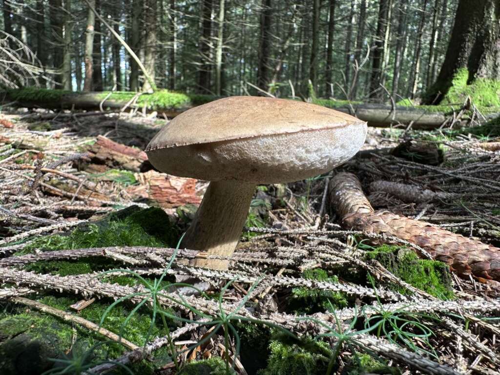 Fruchtkörper im Nadelwald
