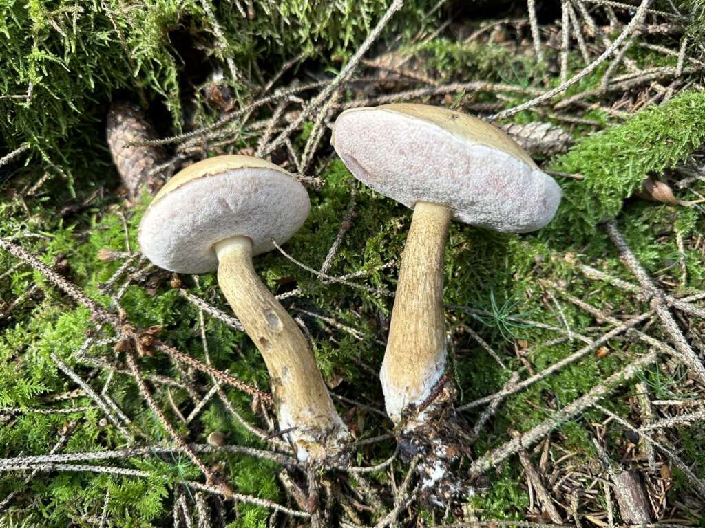 Zwei Fruchtkörper