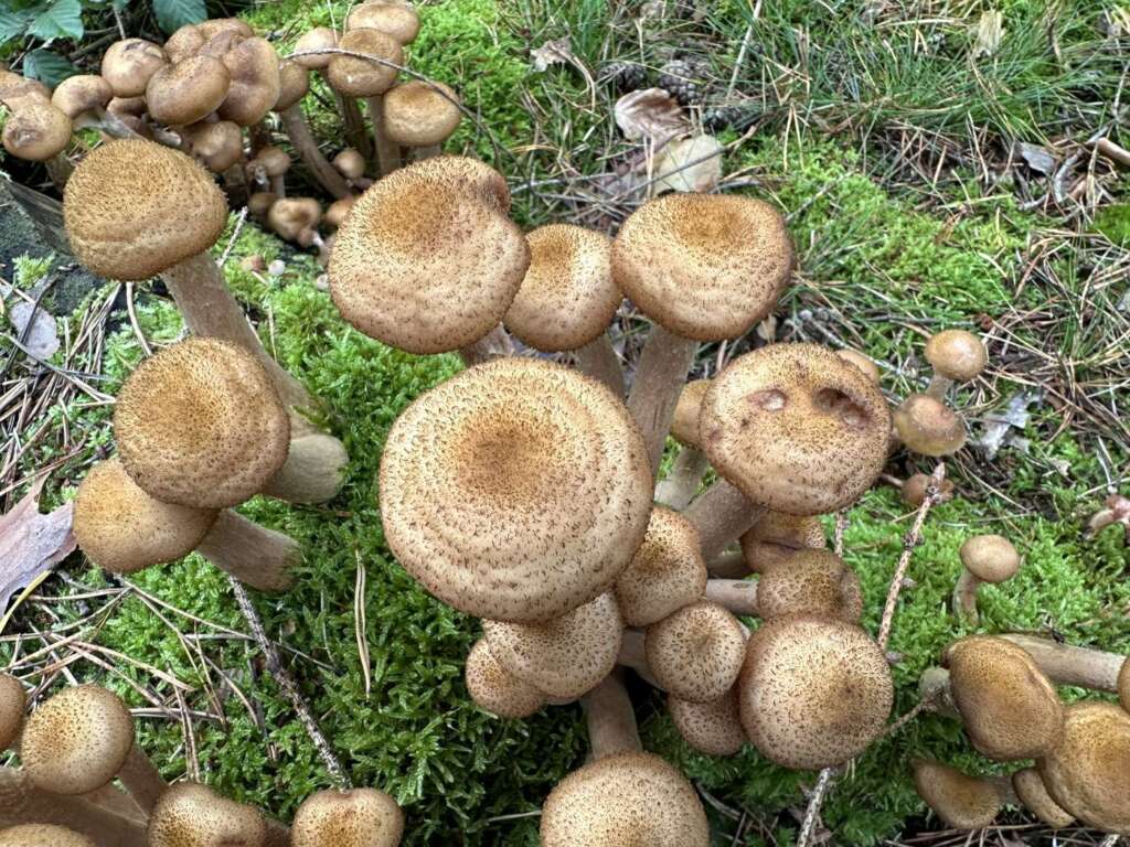 Hüte mit dunklen Schüppchen