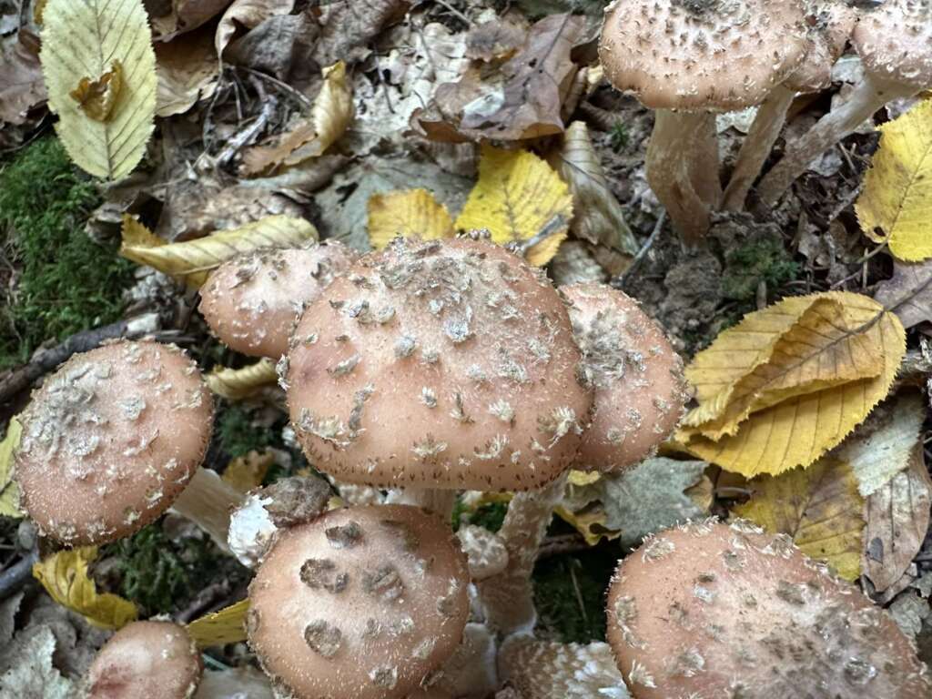 Geschuppte Hüte