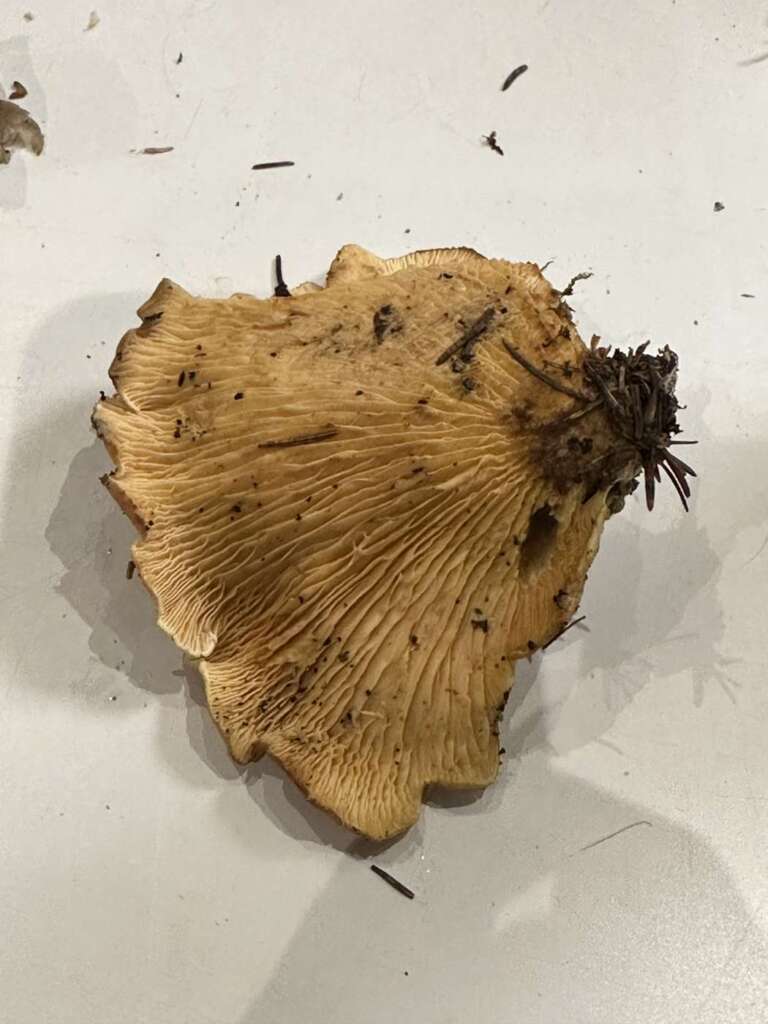 Muschelförmiger Fruchtkörper