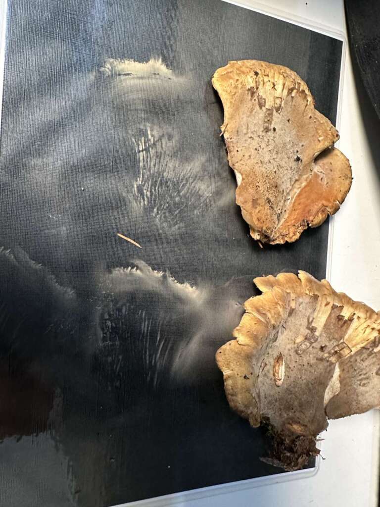 Gemeiner Muschelkrempling