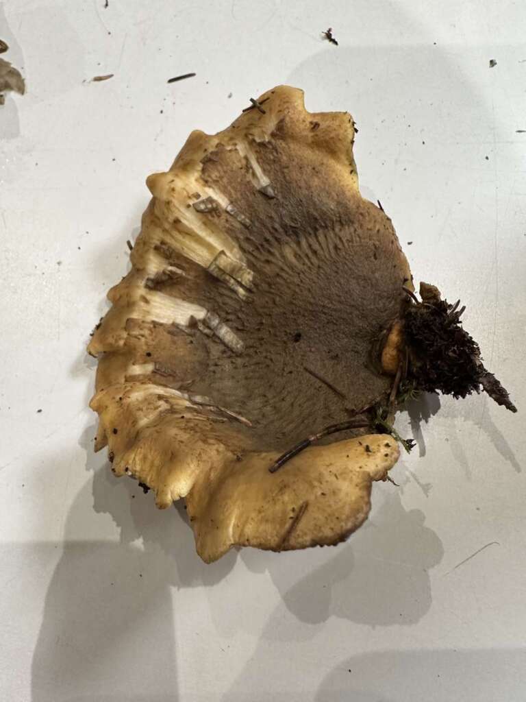 Kraus gewellte Lamellen