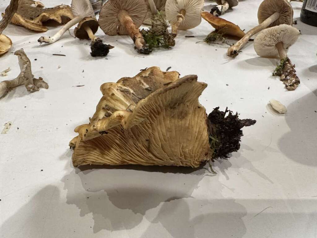 Gemeiner Muschelkrempling