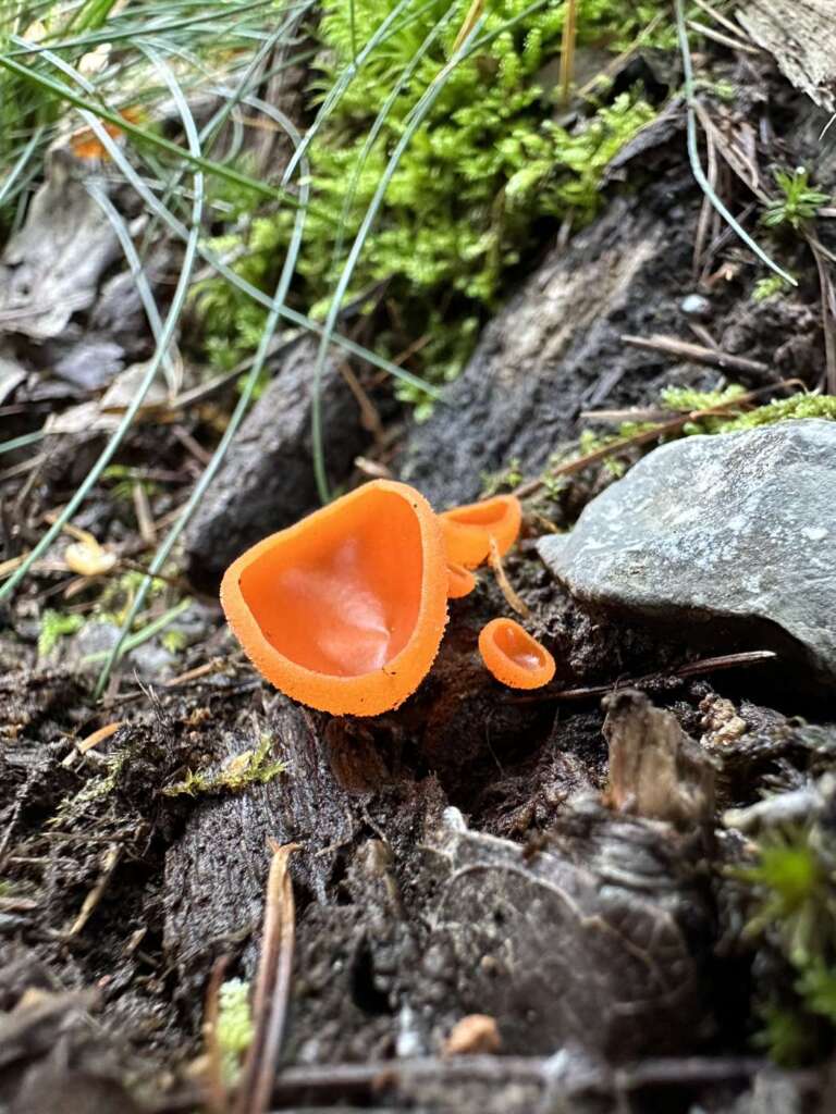 Leuchtend oranger Becher