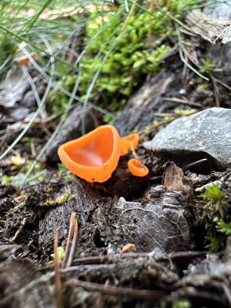 Gemeiner Orangebecherling