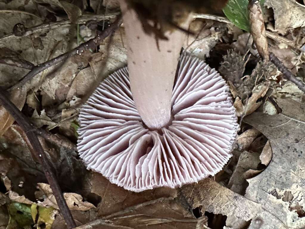 Lamellen