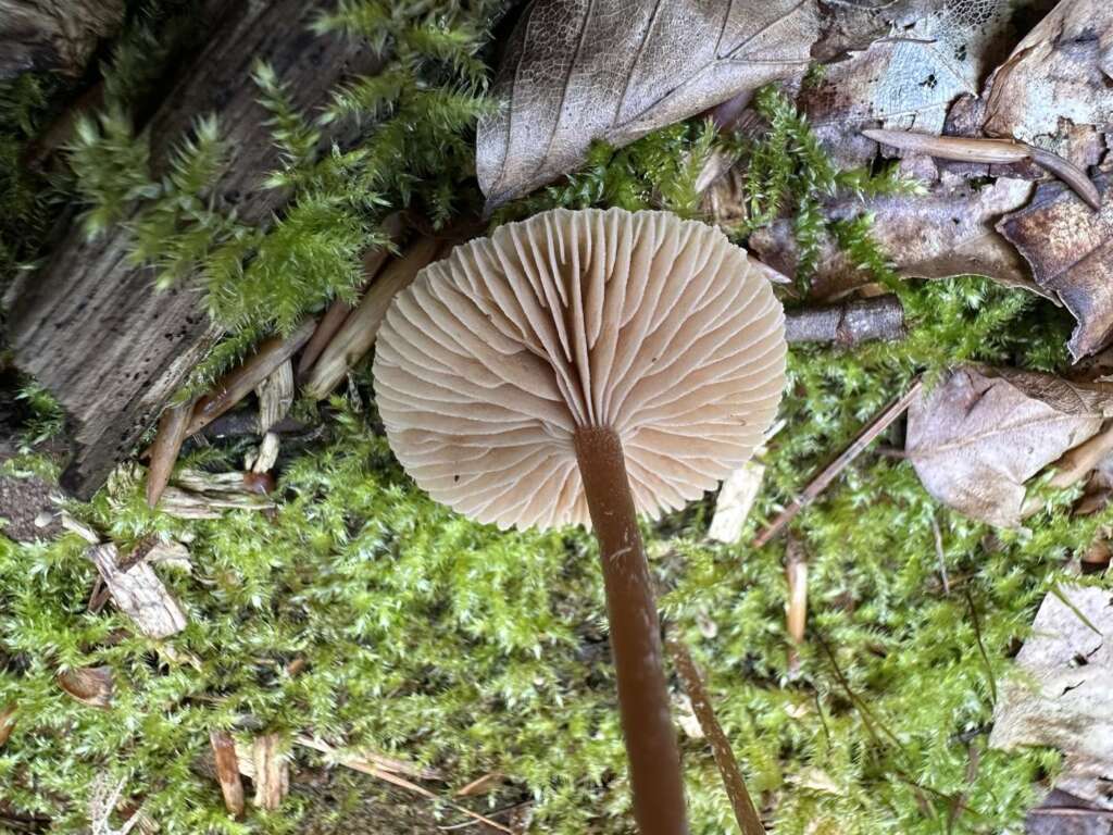 Lamellen