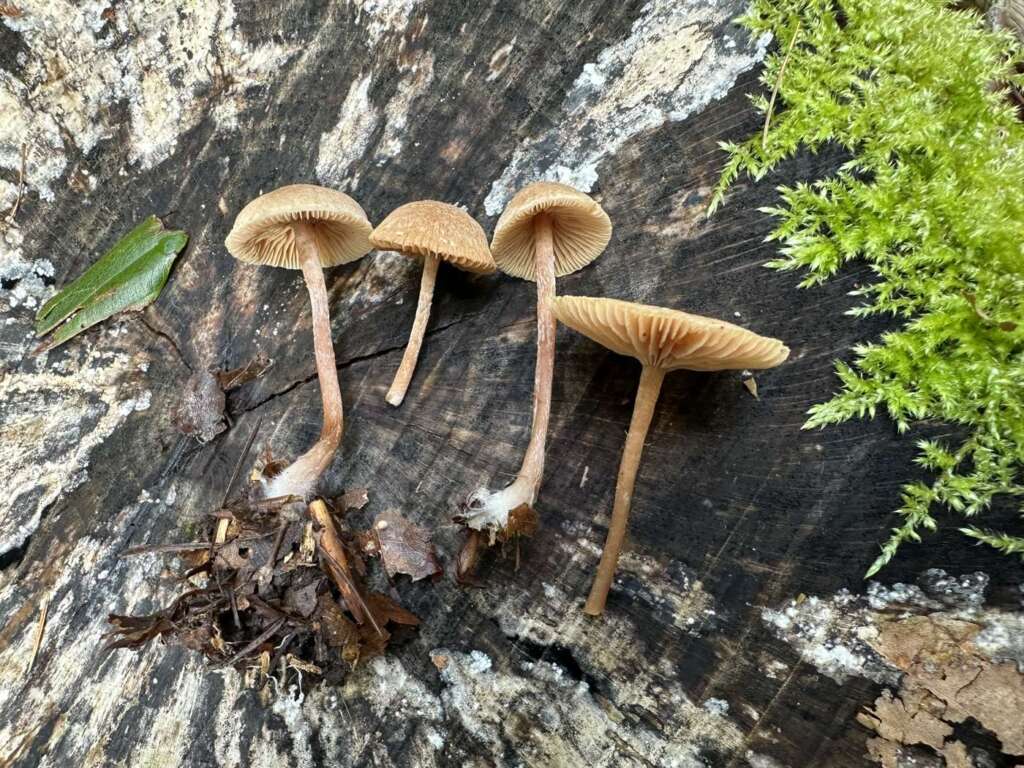 Fruchtkörper an Holzresten