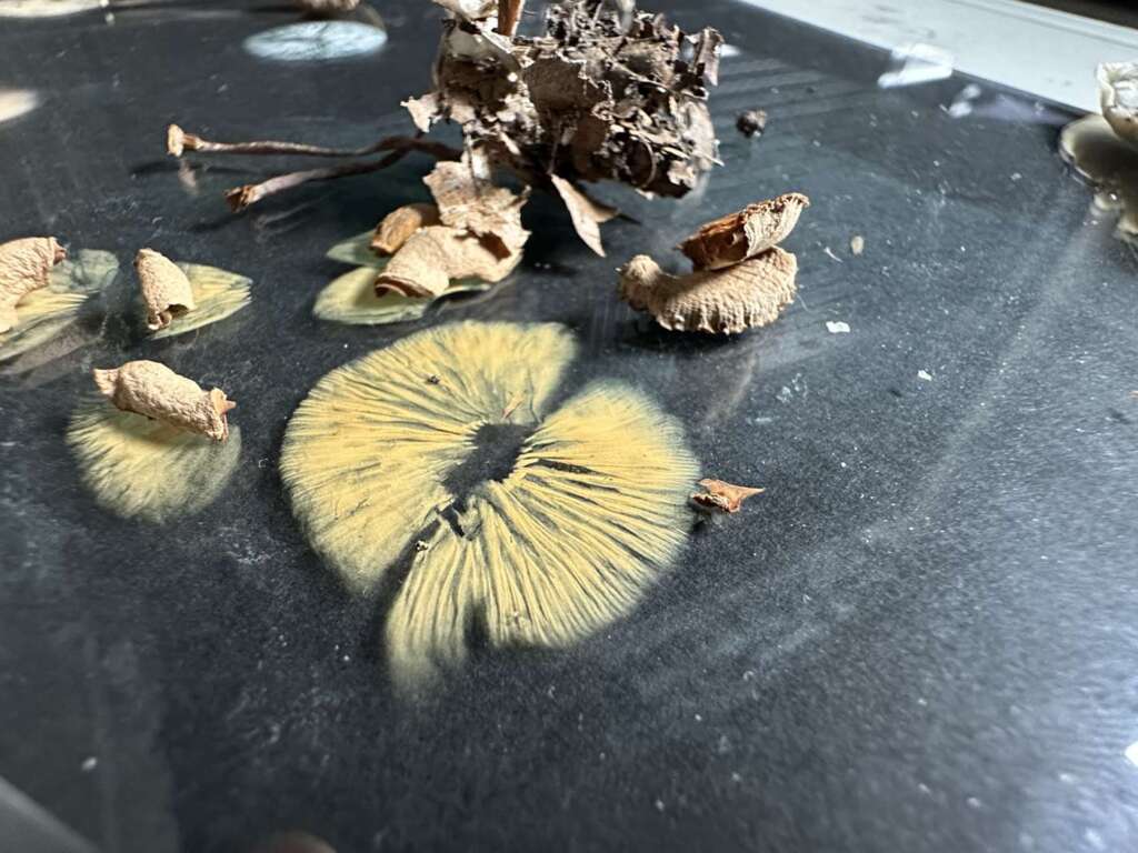 Sporenabdruck