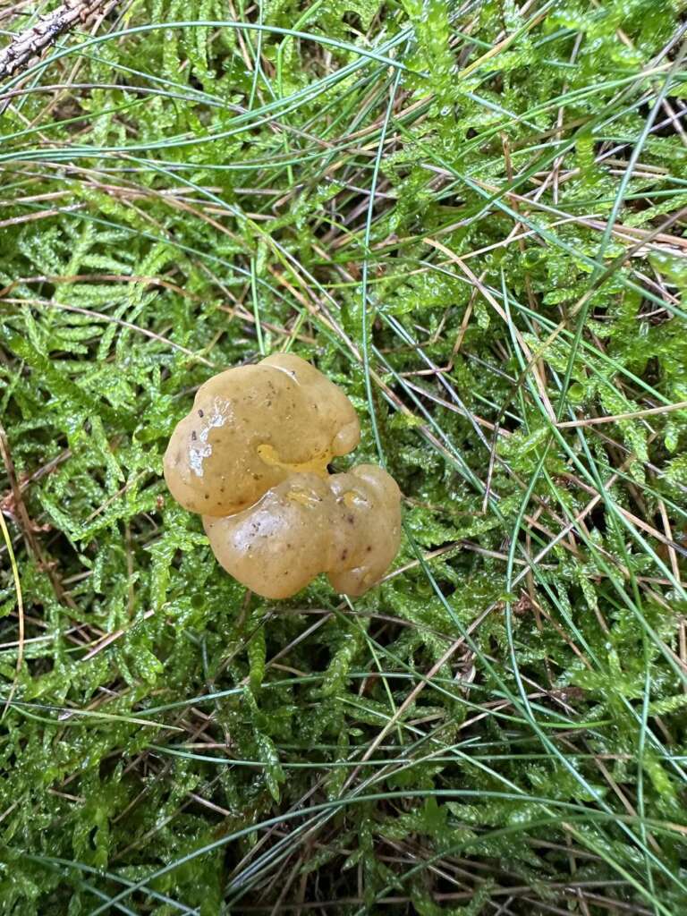 Köpfchen von oben
