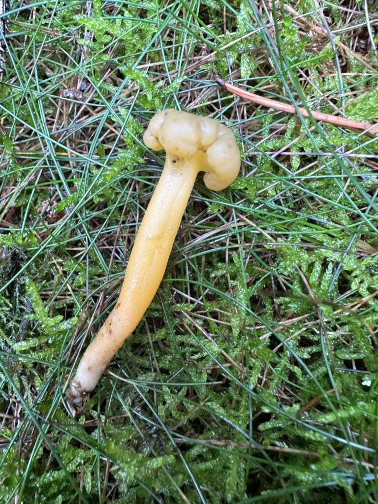 Einzelner Fruchtkörper