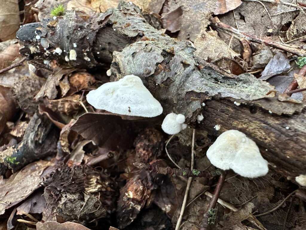 Muschelförmige Hütchen an Ästchen