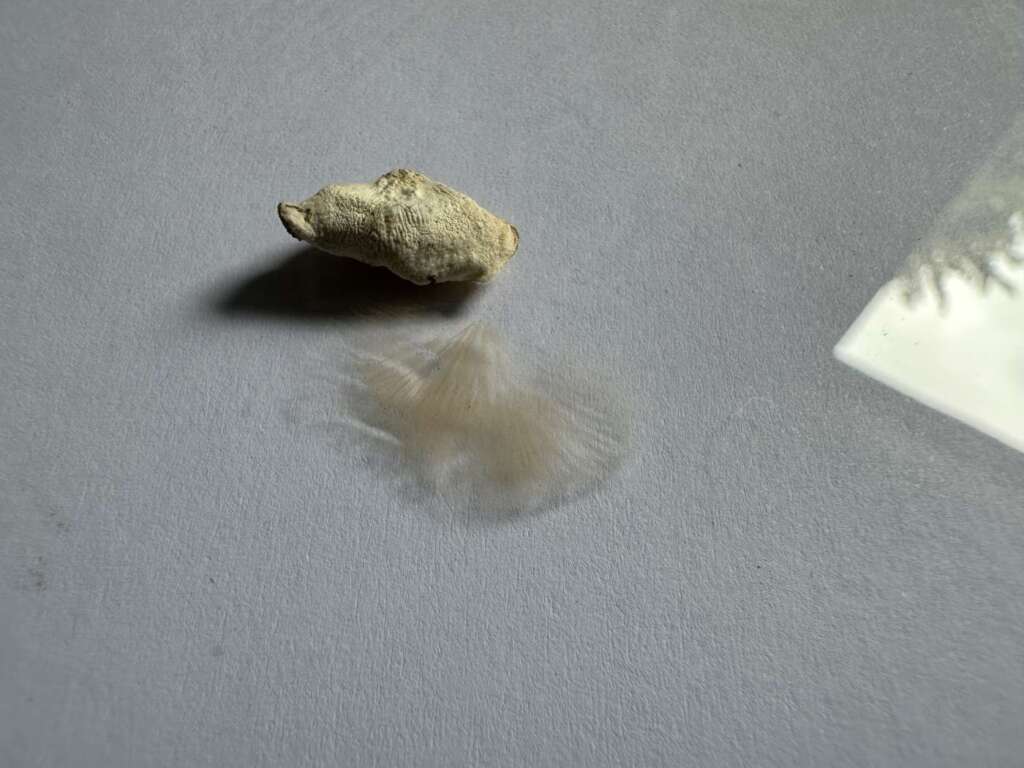 Sporenabdruck