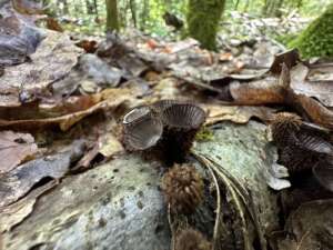 Gestreifter Teuerling