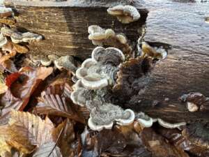 Gezonter Ohrlappenpilz