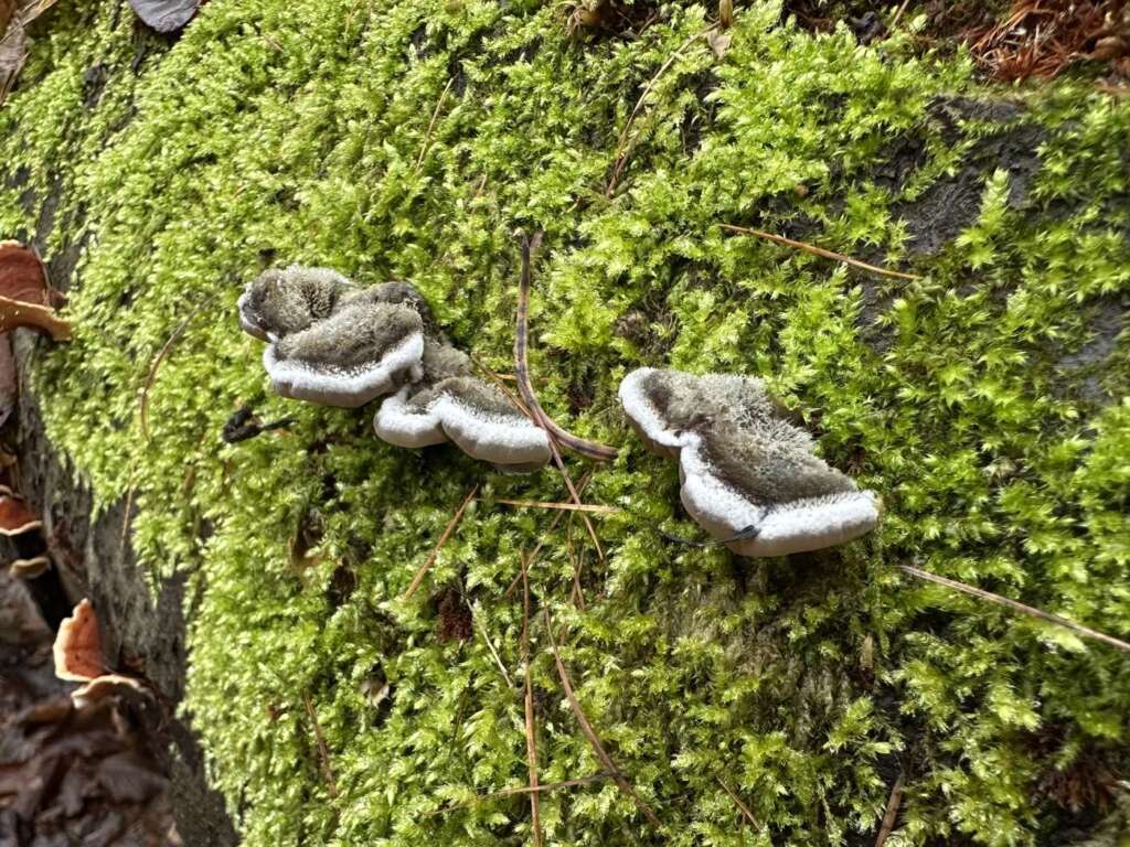 Gezonter Ohrlappenpilz