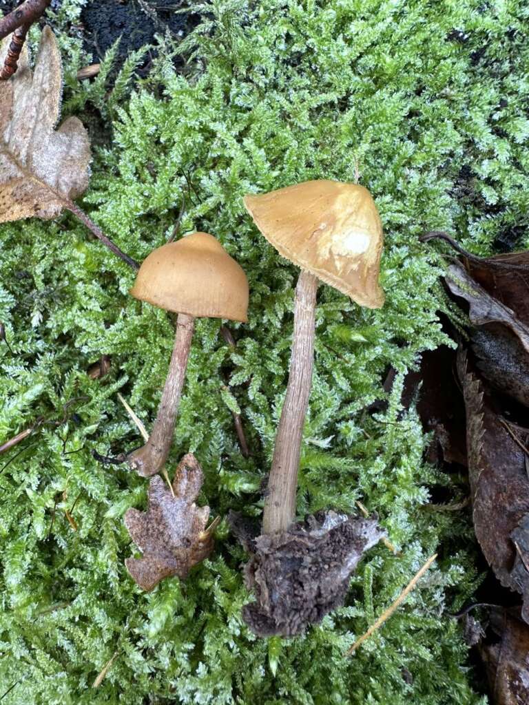 Zwei Fruchtkörper im Moos