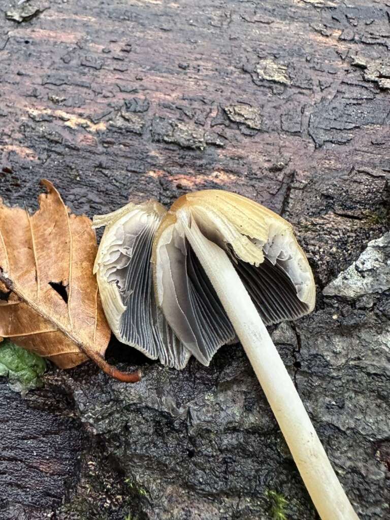 Lamellen verfärben dunkel