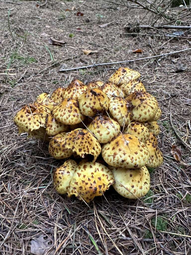 Büschel mit schleimigen, geschuppten Hüten