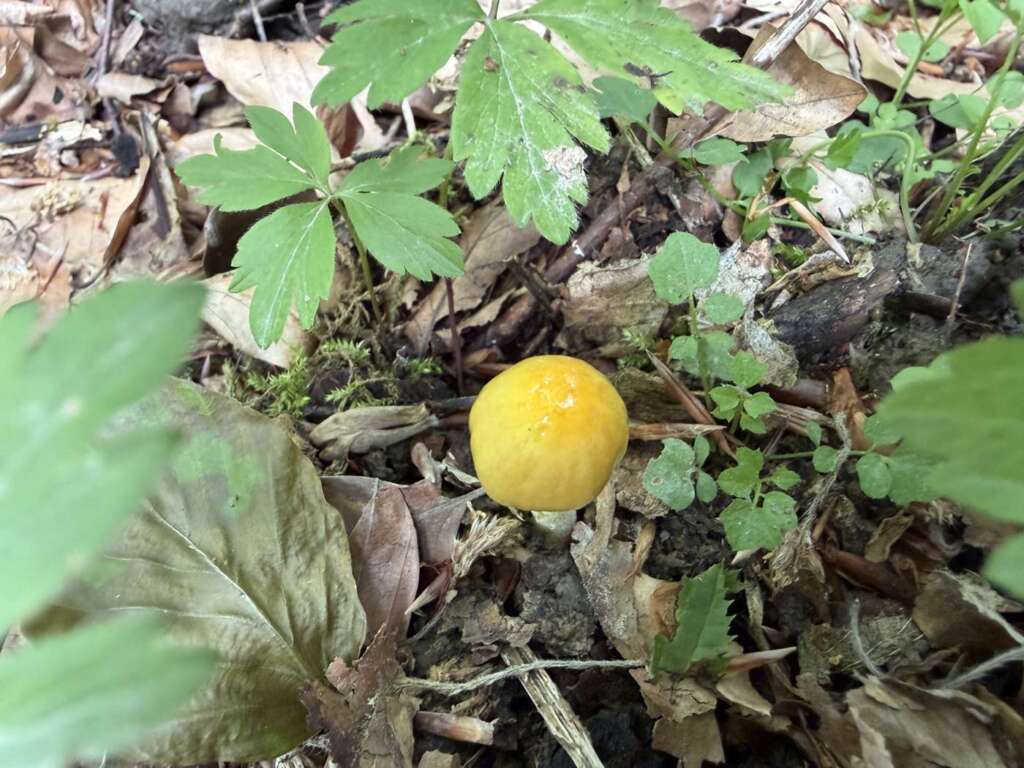 Goldmistpilz