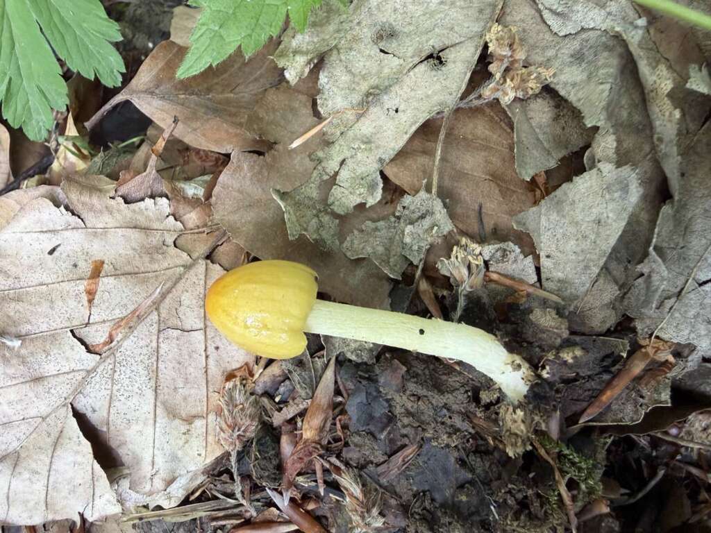 Fruchtkörper