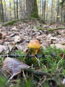 Goldröhrling