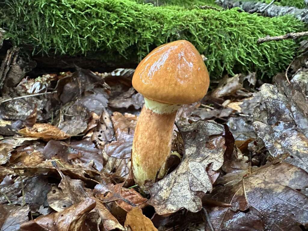 Junger Fruchtkörper mit Ring