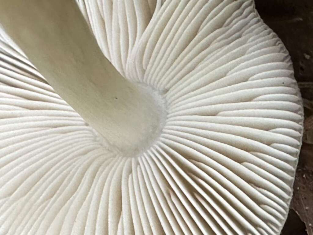 Freie Lamellen