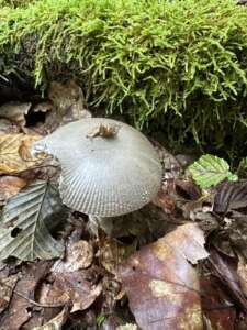 Grauer Scheidenstreifling