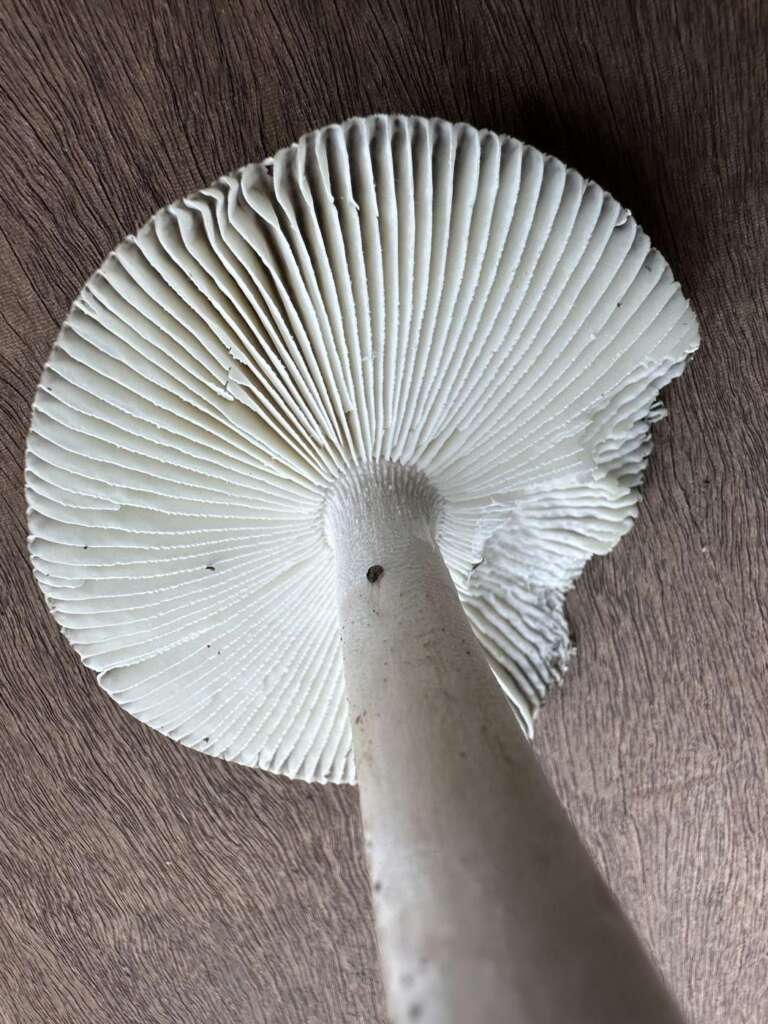 Freie, weißliche Lamellen