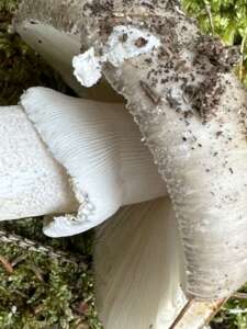 Grauer Wulstling