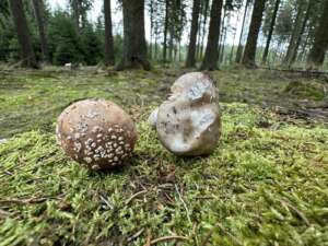 Grauer Wulstling