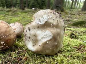 Grauer Wulstling