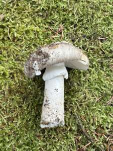 Grauer Wulstling
