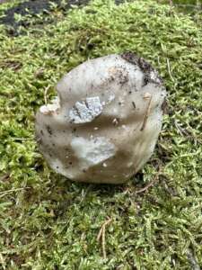 Grauer Wulstling
