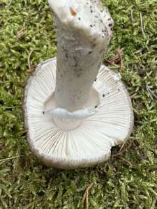 Grauer Wulstling