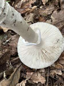 Grauer Wulstling