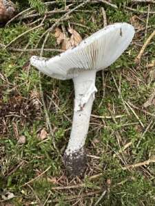 Grauer Wulstling