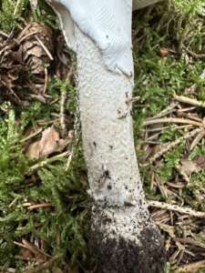 Grauer Wulstling
